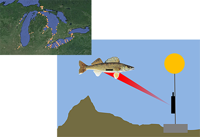 Overlapping pictures.  In the upper left is a map of the receiver network in the Great Lakes during this study. More than 300 receivers in Lake Huron and Lake Erie were used to track walleye, including multiple receivers in the Tittabawassee and Maumee rivers, near the river mouths, across key migration corridors, and along the shorelines of Lake Huron and Lake Erie.  Lower right is an illustration of a walleye with an acoustic telemetry tag (small black horizontal bar) swims passed a receiver (black box on cable with yellow float) anchored on the lake bottom. The tag regularly broadcasts an acoustic signal (red cone) specifying the unique ID number of tag. 